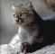 Photo de Ziggy - Eyra