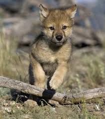 Photo de Phao - Springbok