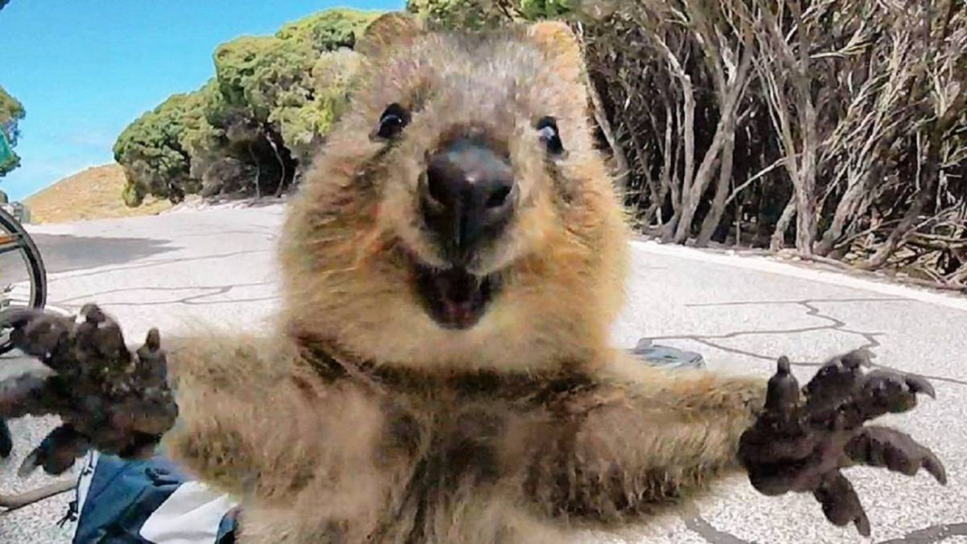 Photo de Quokka